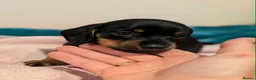 Miniature Dachshund dogs for sale: Miniature dachshund babies  - Advert 6