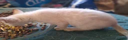 Bengal cats for sale: Blue eyes Snow bengal lynx kittens  - Advert 6