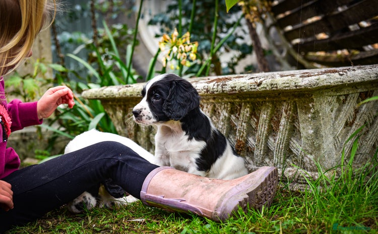 Sprocker dogs - Advert 4