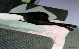 Cane Corso dogs for sale: Boo female  - Image 5