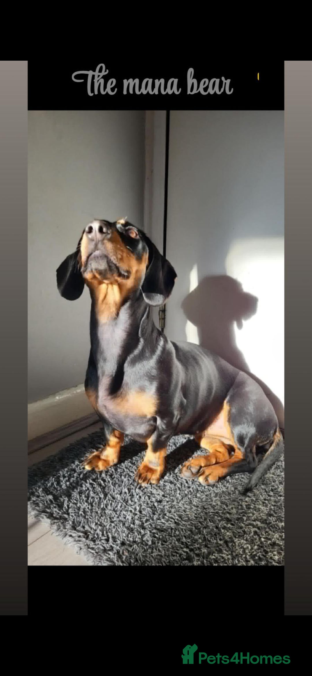 Dachshund dogs for sale: Ready to leave  - Advert 1