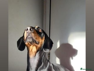 Dachshund dogs Ready to leave - Advert 1