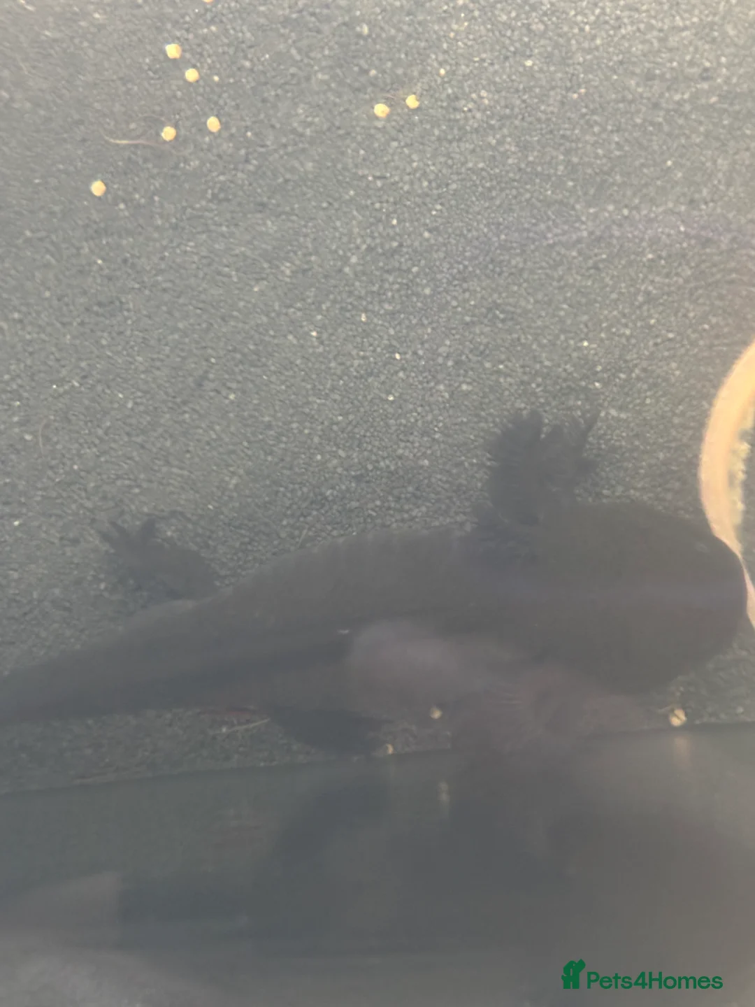 Axolotl reptiles for sale: Baby axolotls - Advert 3