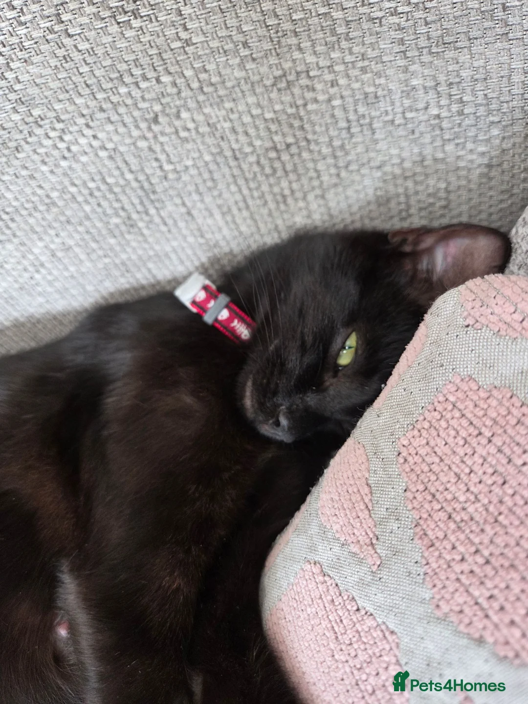 Mixed Breed cats for sale: Kittens looking for loving home walsall - Advert 11