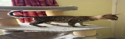 Bengal cats for sale: Snow Sepia 💙 TICA Pedigree 🐆 Bengal Kitten  in Deal - Advert 2