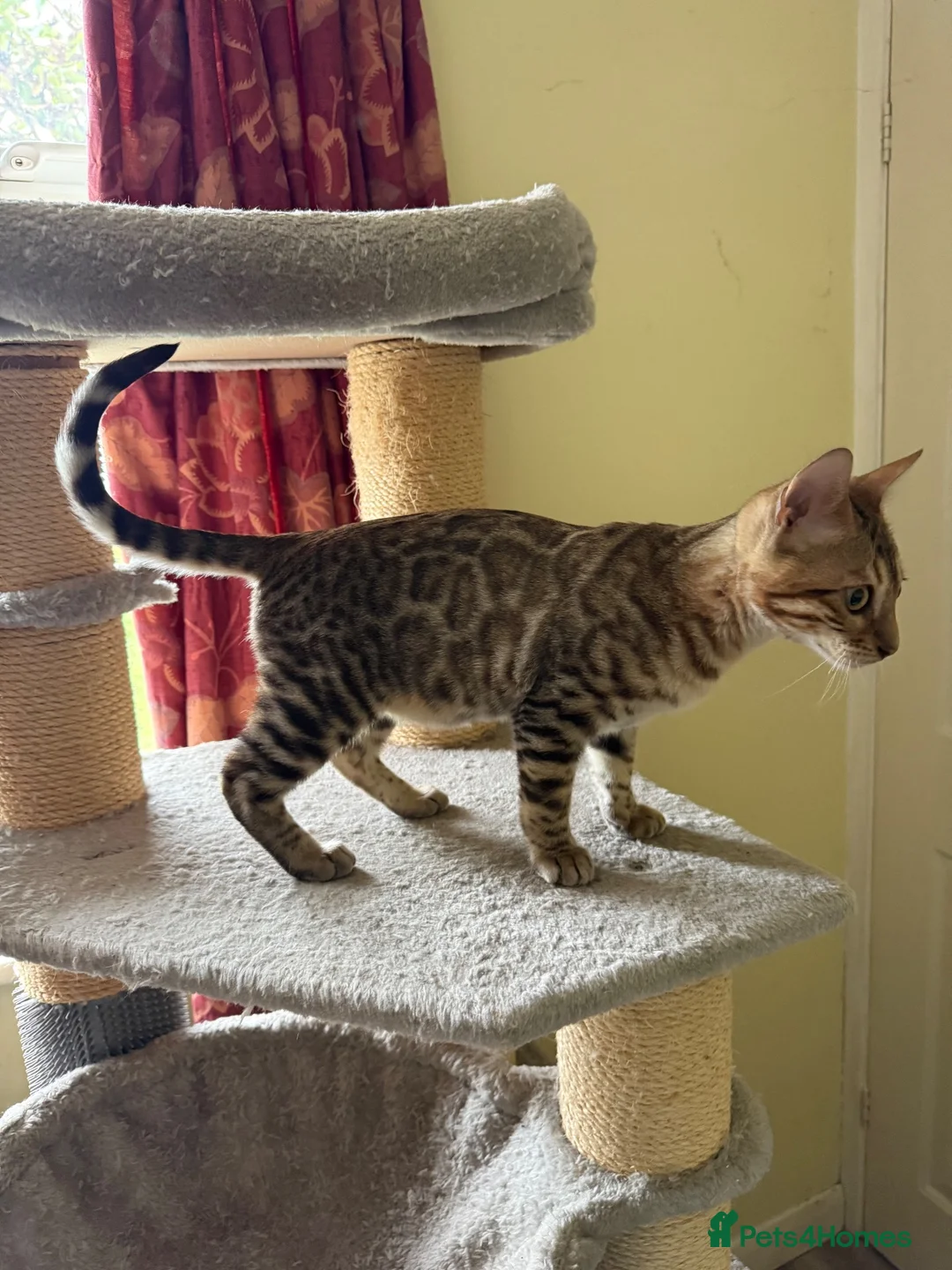 Bengal cats for sale: Snow Sepia 💙 TICA Pedigree 🐆 Bengal Kitten  in Deal - Advert 2