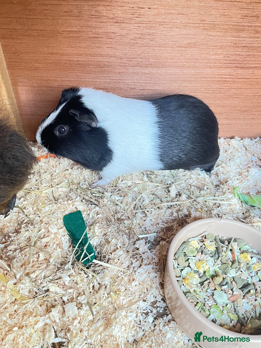 Guinea Pig rodents for sale: 2 Male Guinea Pigs in Liverpool - Advert 2