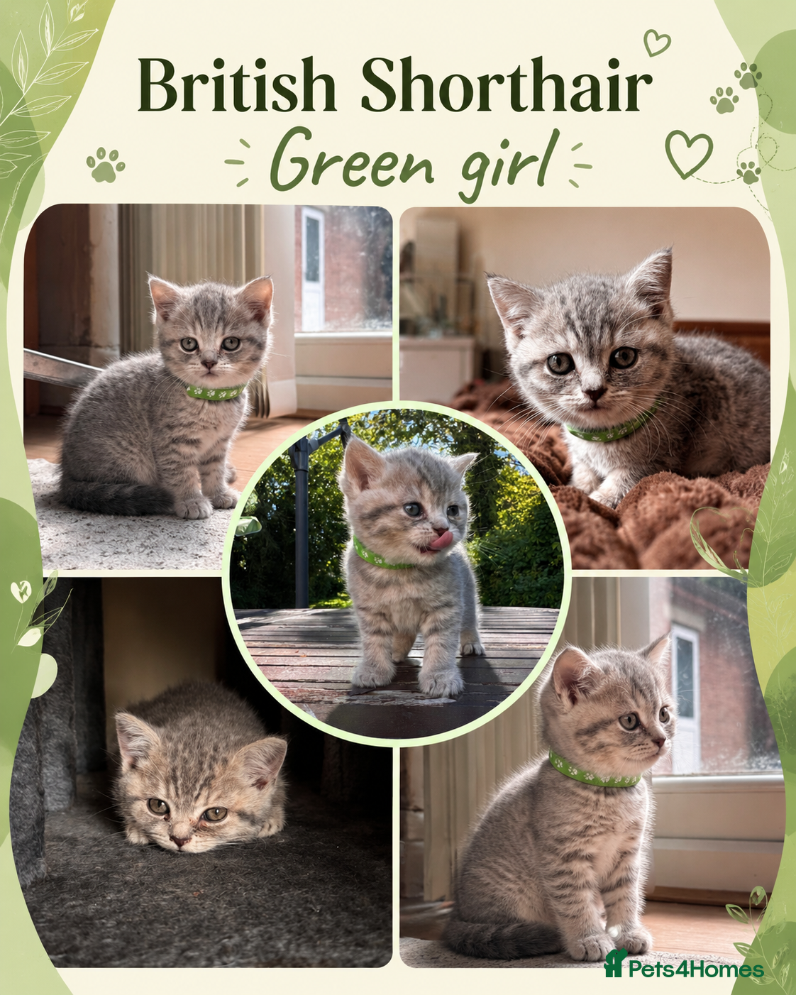 British Shorthair cats Pedigree TICA British Shorthair kittens  - Advert 1
