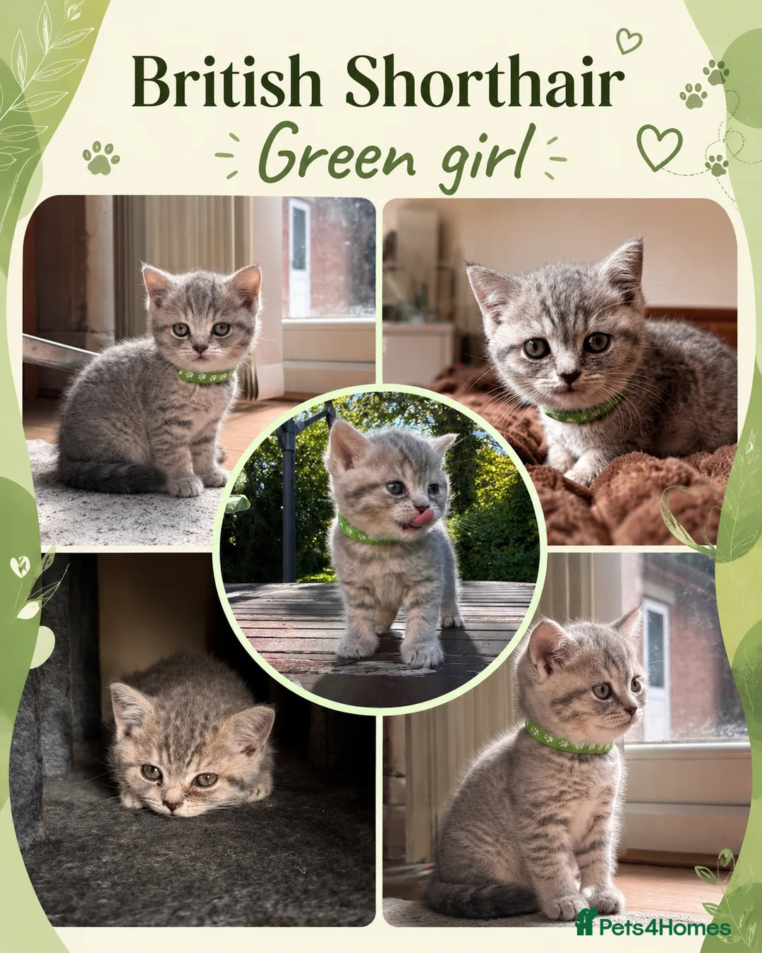 British Shorthair cats for sale: Pedigree TICA British Shorthair kittens  - Advert 1