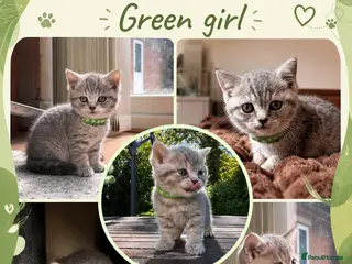 British Shorthair cats Pedigree TICA British Shorthair kittens - Advert 2