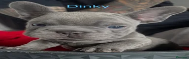 Dinky
