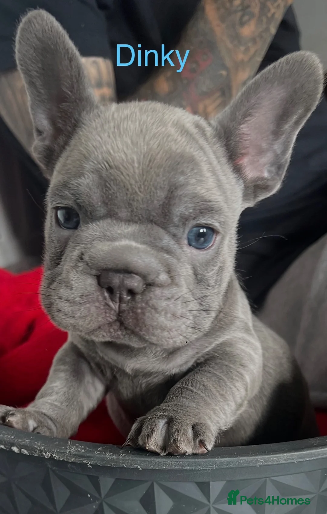 French Bulldog dogs for sale: 2 Male French Bulldogs For Sale - Advert 2