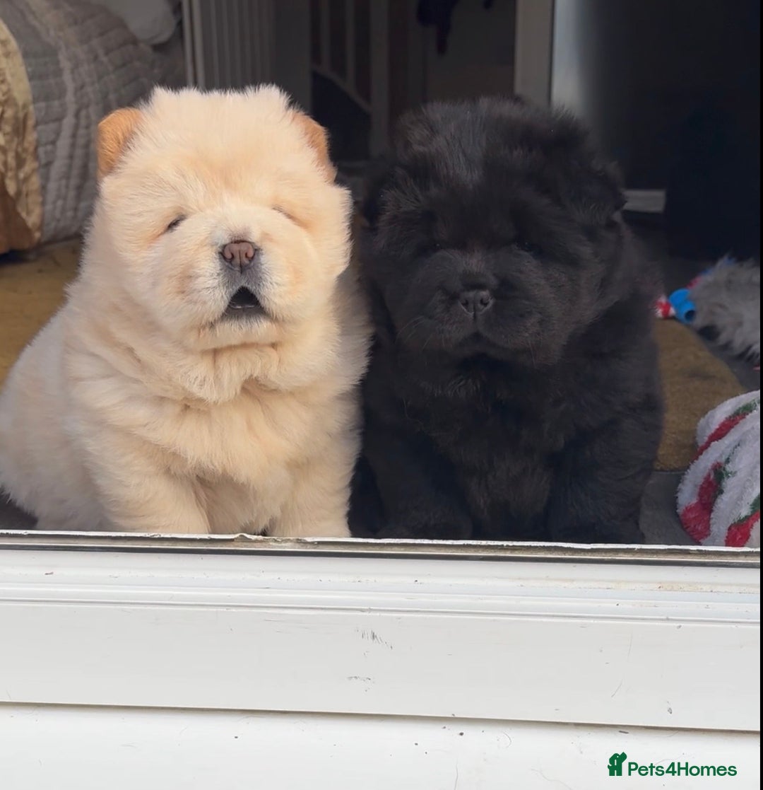 Chow Chow dogs for sale: Four Luxury Female ChowChows🐾 - Advert 9