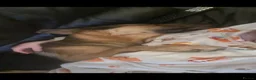 German Shepherd dogs for sale: German Shepherd - Jango  - Advert 17
