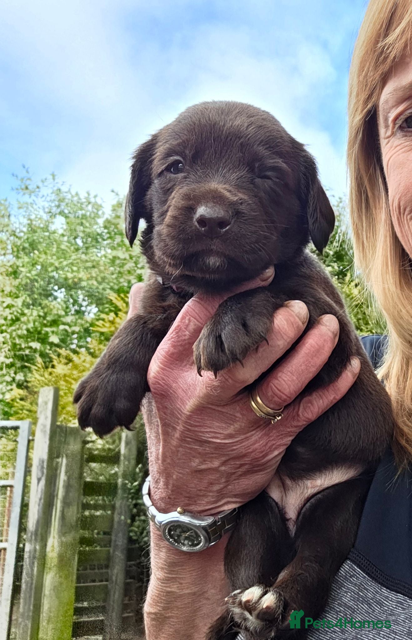 Cockerdor dogs Beautiful chocolate Springador puppies  - Advert 2