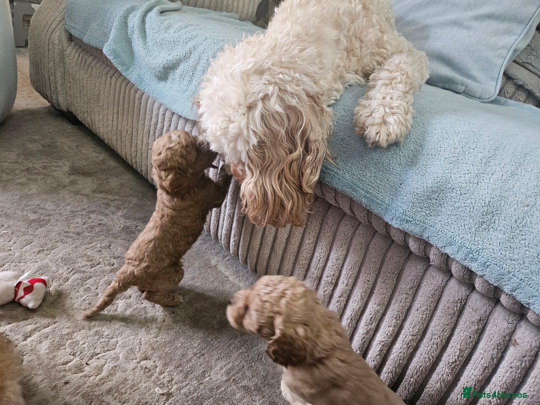 Cavapoo dogs for sale: Cavapoo Puppies  - Image 18
