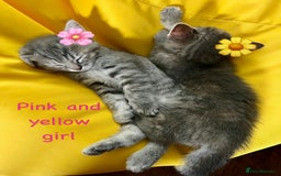 Siberian cats for sale: Siberian girl kittens ready for new home now - Image 15
