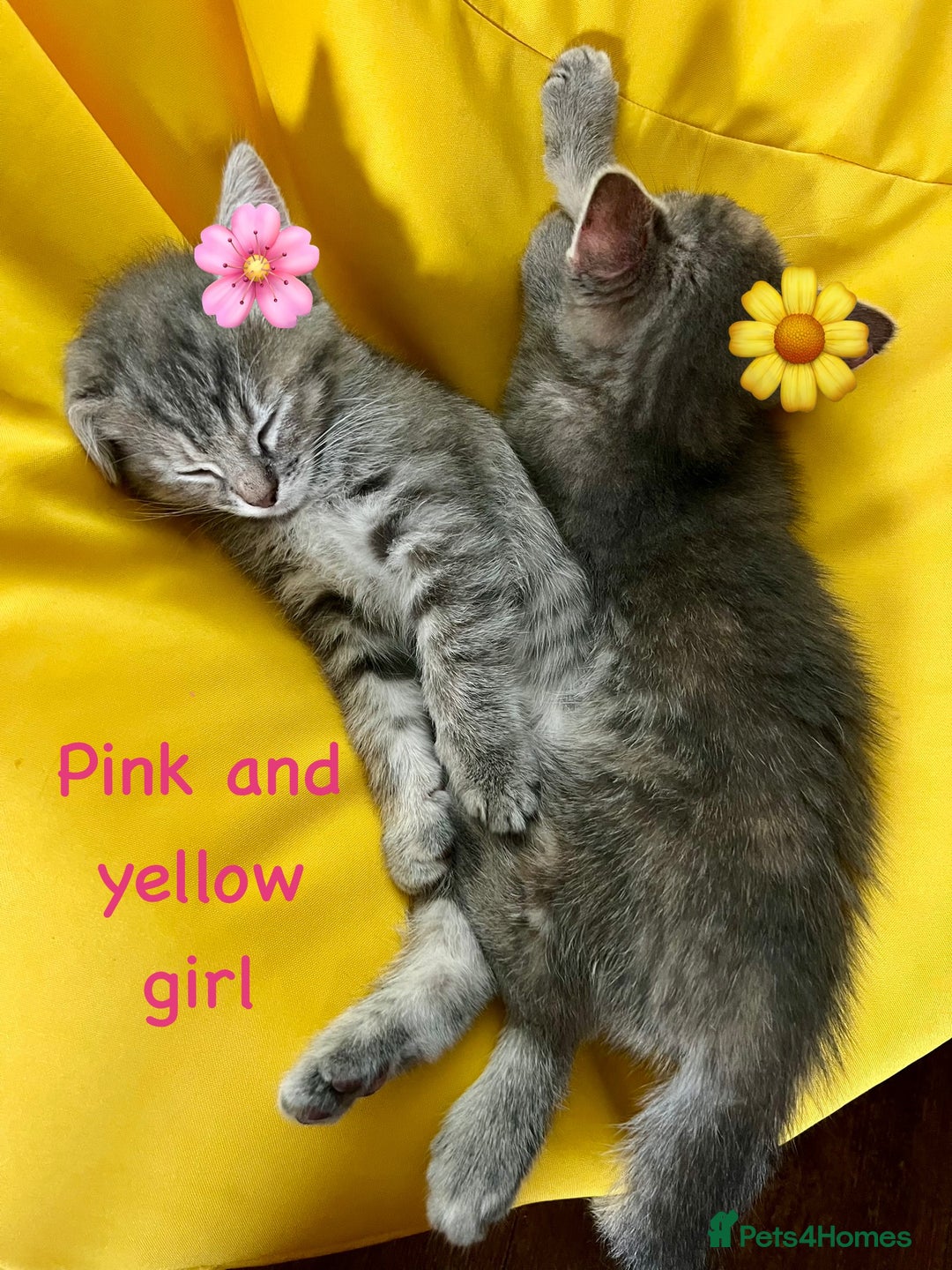 Siberian cats for sale: Siberian girl kittens ready for new home now - Image 15