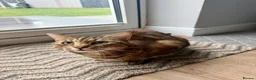Mixed Breed cats for sale: 2 x Tabby Cats for Rehoming - Advert 6