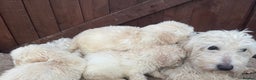 Goldendoodle dogs for sale: 4 beautiful puppies ready for their new homes!!!!! - Advert 7