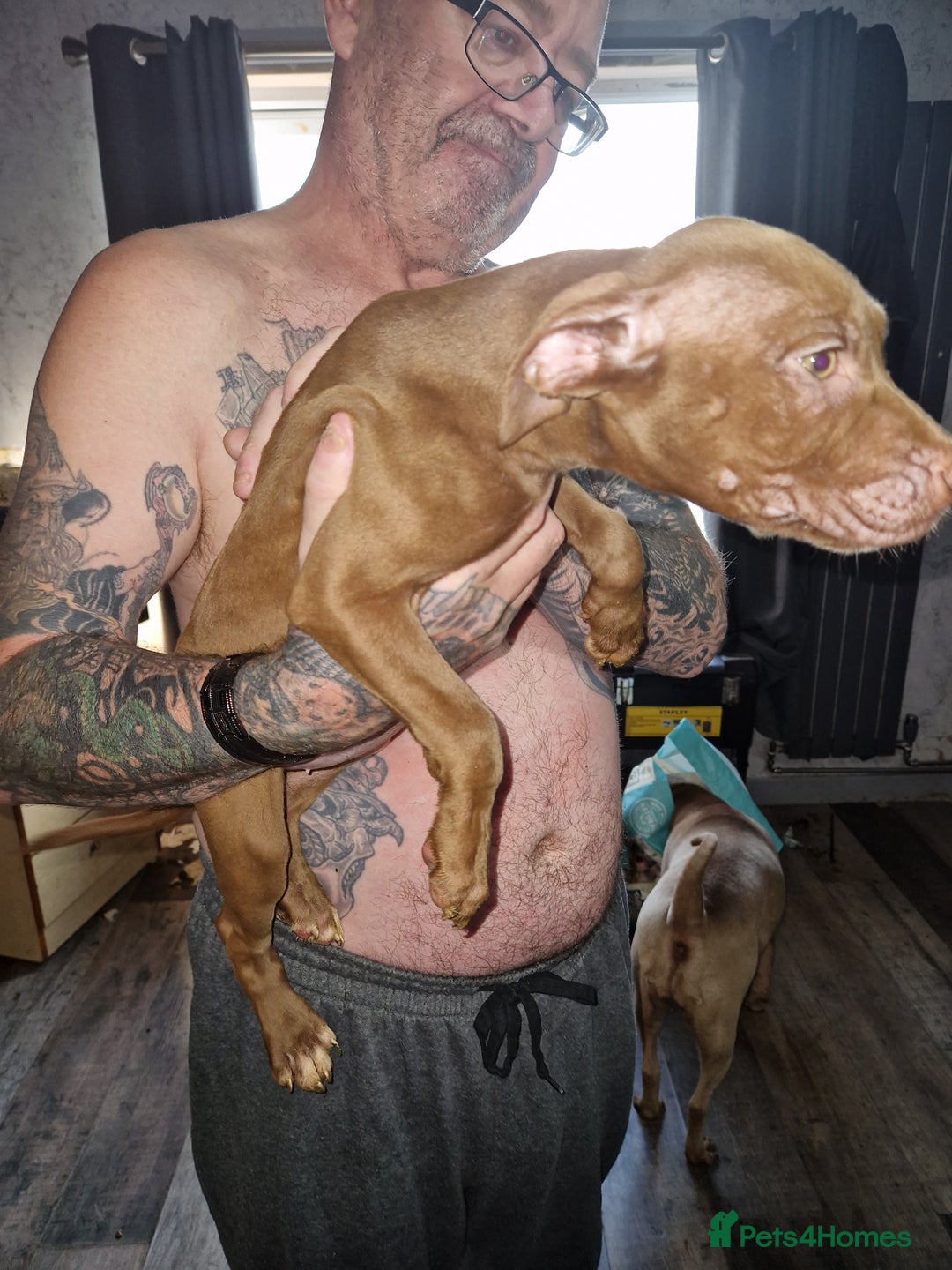 Mixed Breed dogs for sale: Presa/American Johnson bulldog - Image 24
