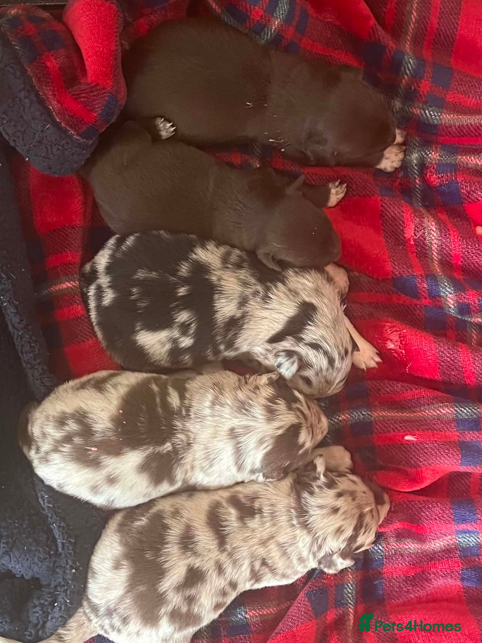 Border Collie dogs for sale: Blue merle  in Ammanford - Advert 4
