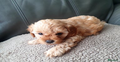 Yorkiepoo dogs - Advert 1