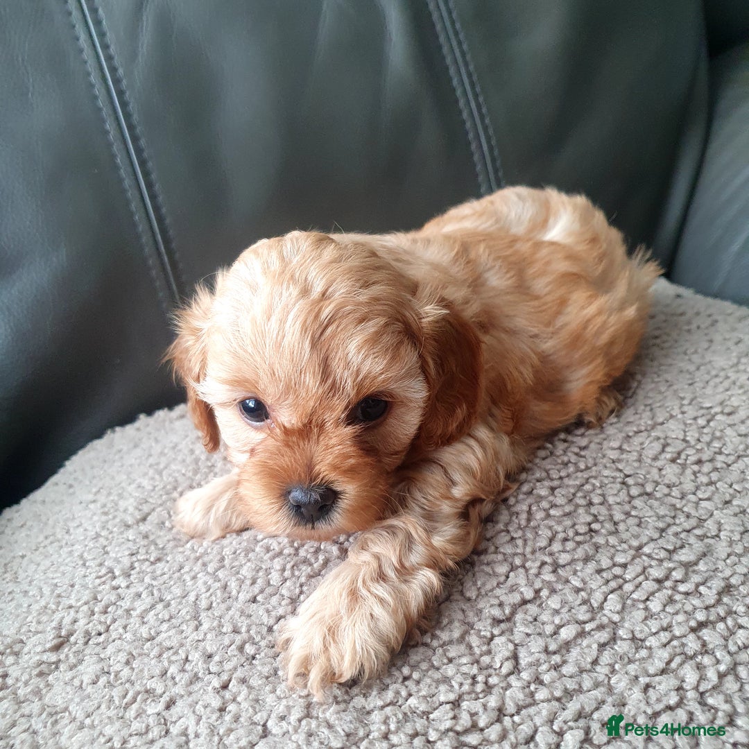Yorkiepoo dogs for sale:  Beautiful Yorkiepoo pups - Image 3