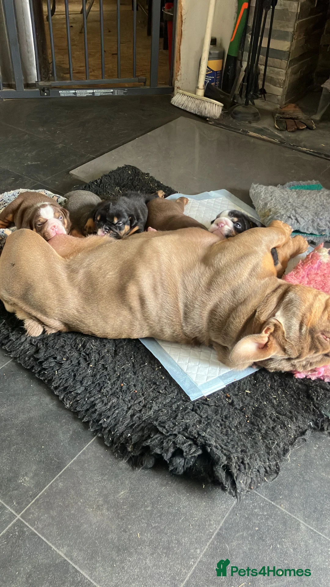 English Bulldog dogs for sale: KC Reg British Bulldog  - Advert 1