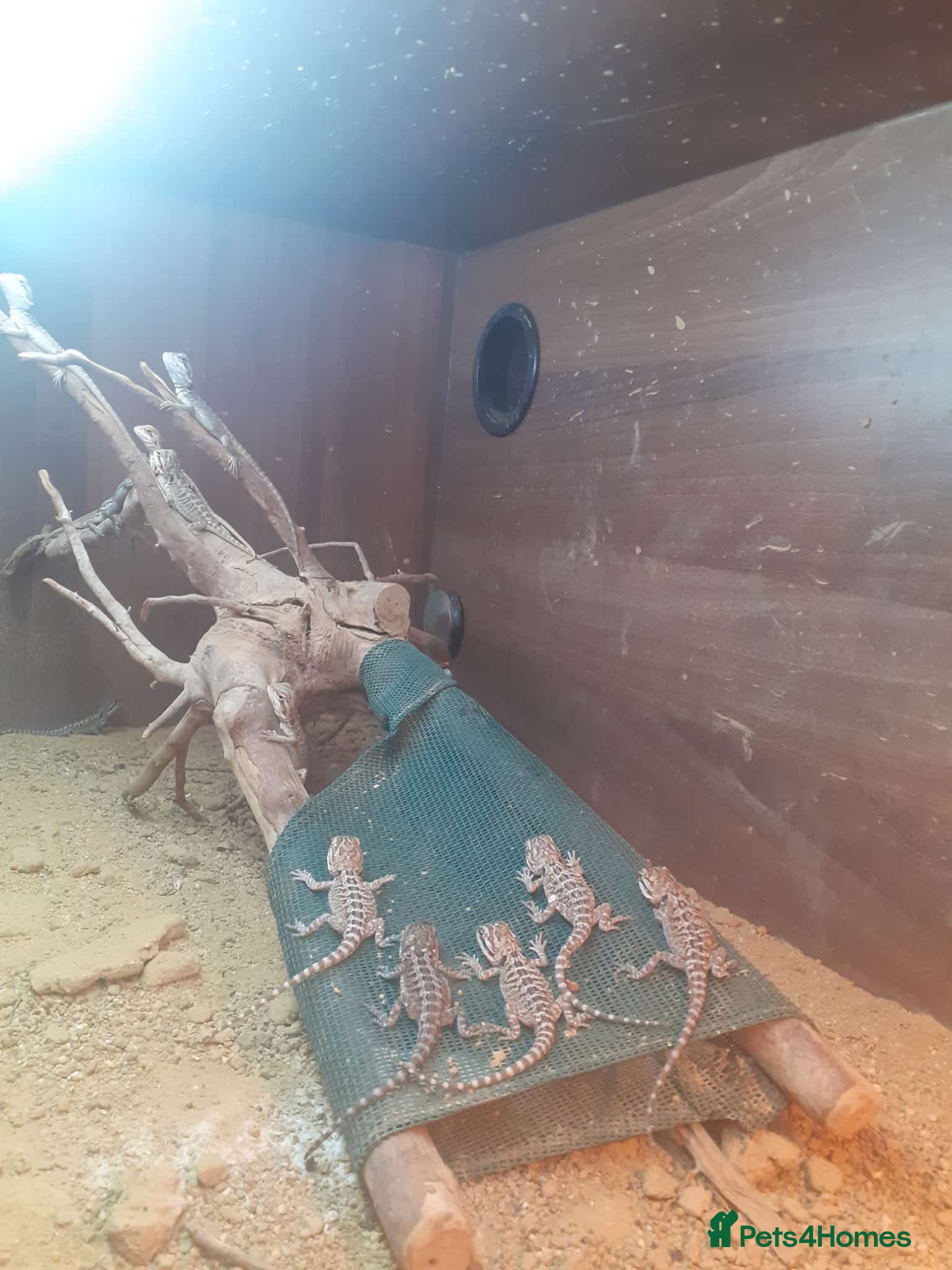 Bearded Dragon reptiles for sale: Bearded dragon  - Advert 2