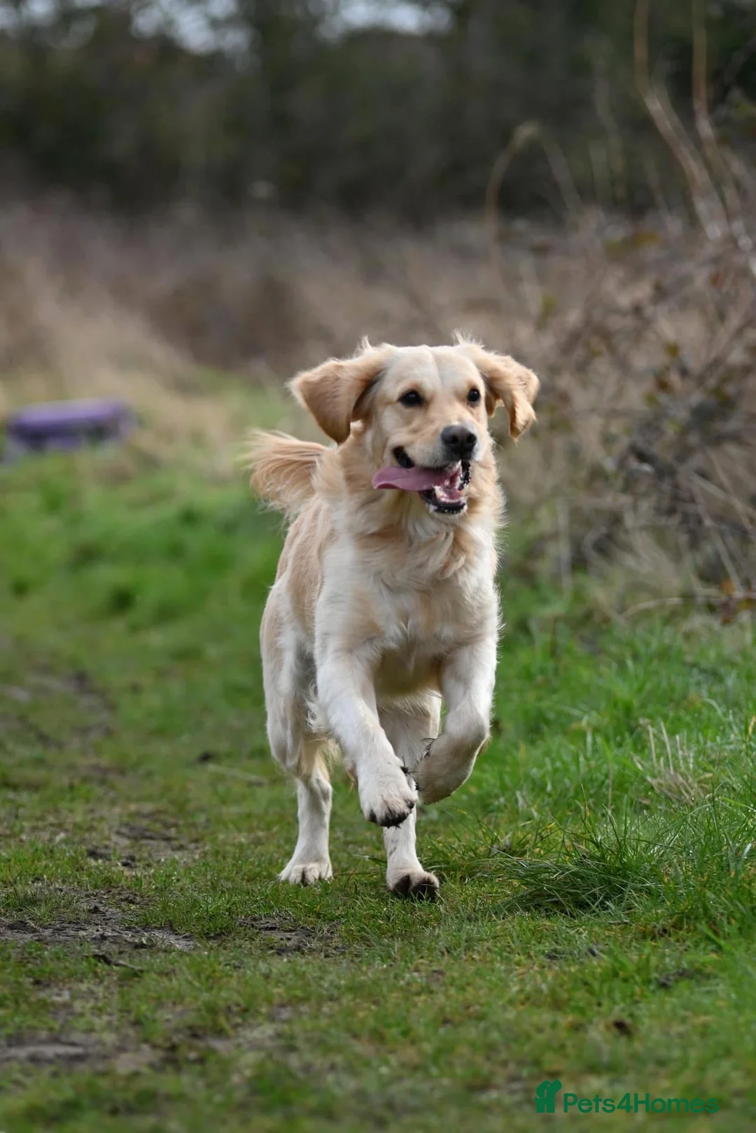 Golden Retriever dogs for sale: *NEW LITTER* GOLDEN PUPPIES! OPEN FOR RESERVATION! - Advert 2