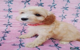 Cavapoo dogs for sale: Exceptional cavapoo puppies  - Image 15