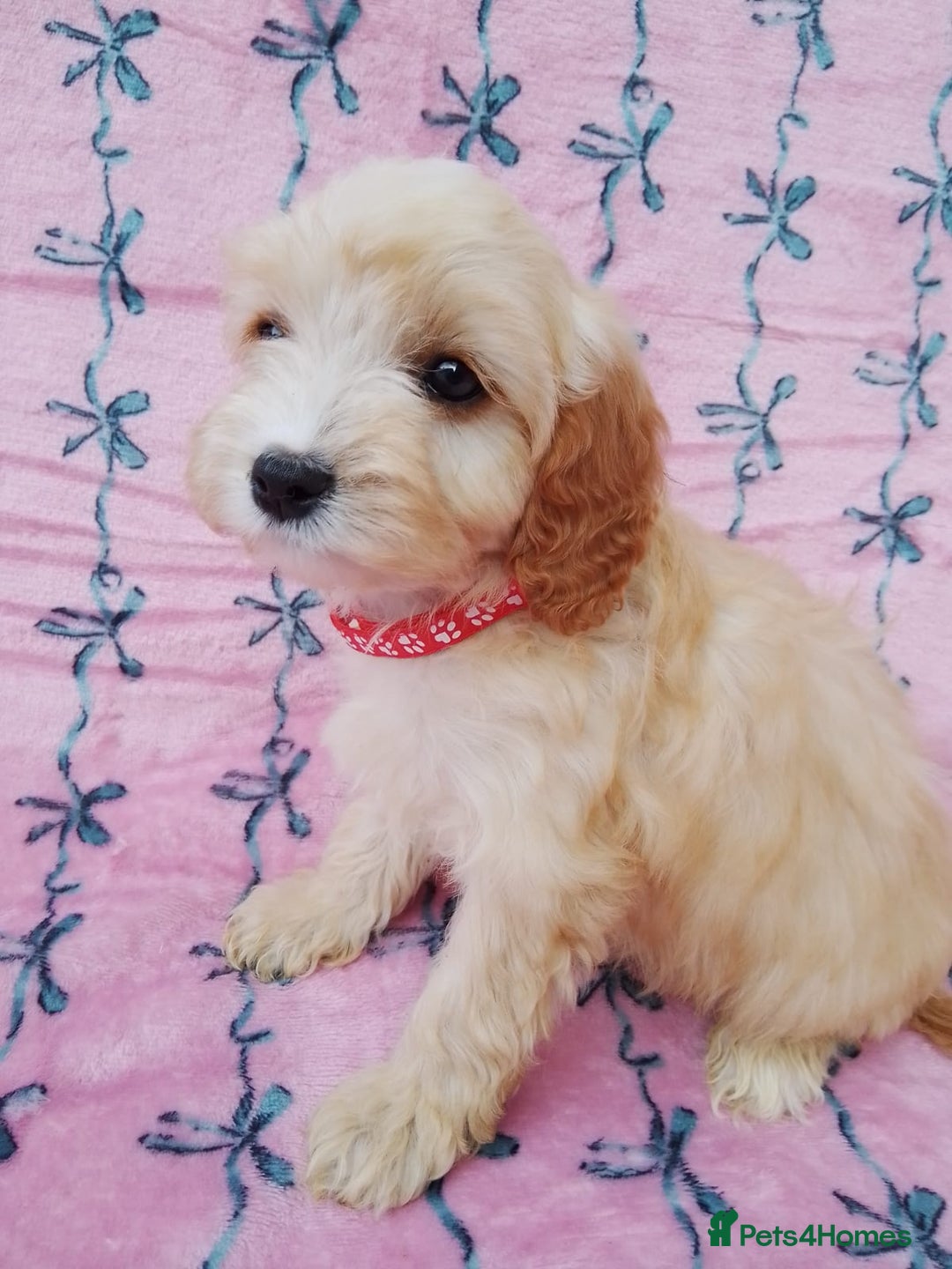 Cavapoo dogs for sale: Exceptional cavapoo puppies  - Image 15