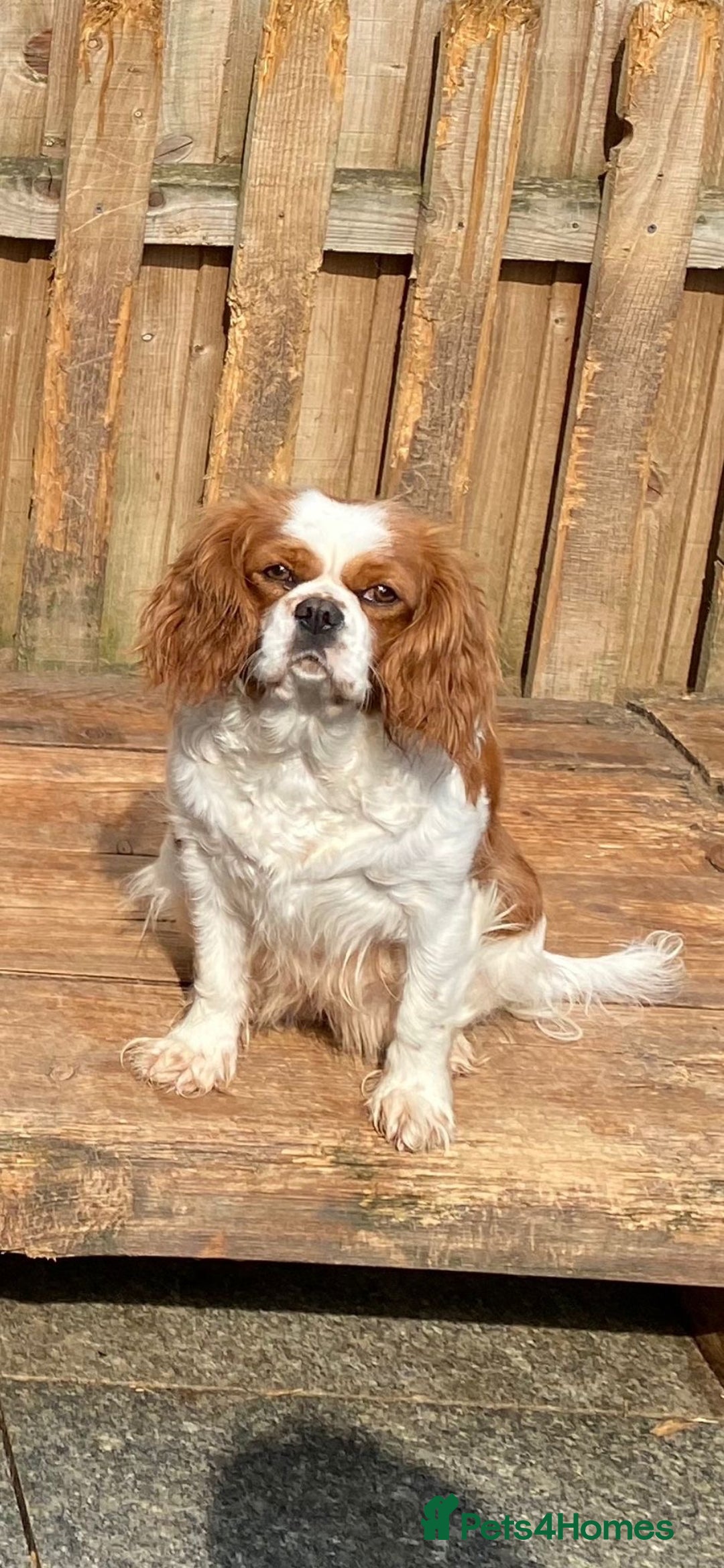 Cavalier King Charles Spaniel dogs for sale: Health Tested Ruby Cavalier Pups - Advert 2