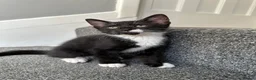 Mixed Breed cats for sale: Gorgeous Siblings Looking for Their Forever Homes - Advert 5