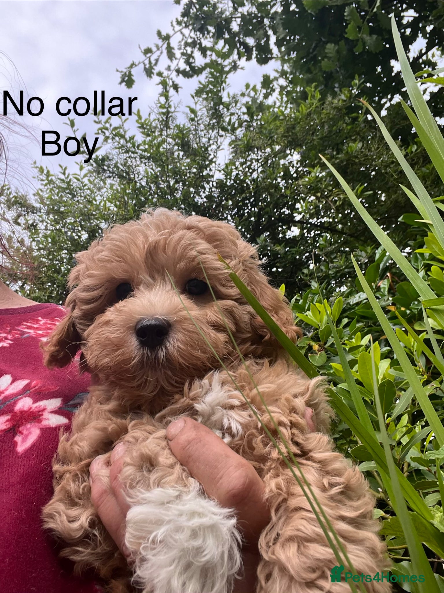 Maltipoo dogs TWO BOY MALTIPOOS BOYS ONLY DNA CLEAR  - Advert 2