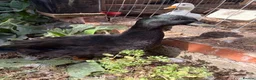 Ducks poultry for sale: Black Call duck drakes - Advert 2