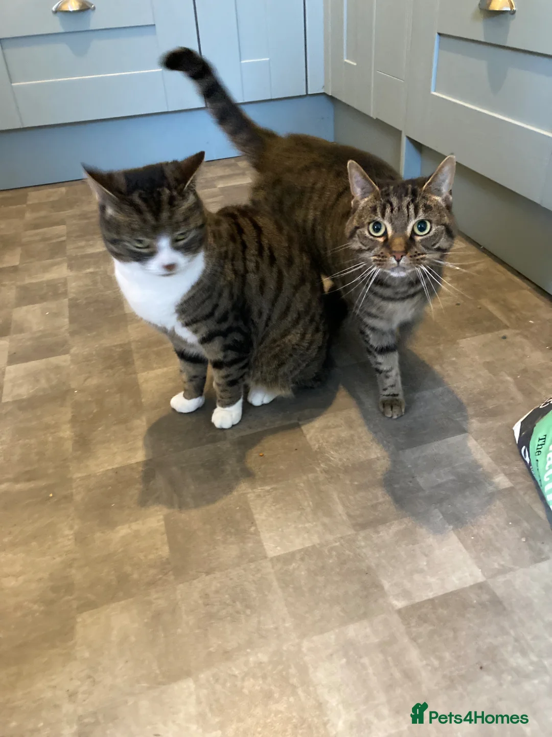 British Shorthair cats for sale: Mini and Enza in Rotherham - Advert 1
