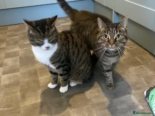 British Shorthair cats Mini and Enza - Advert 1