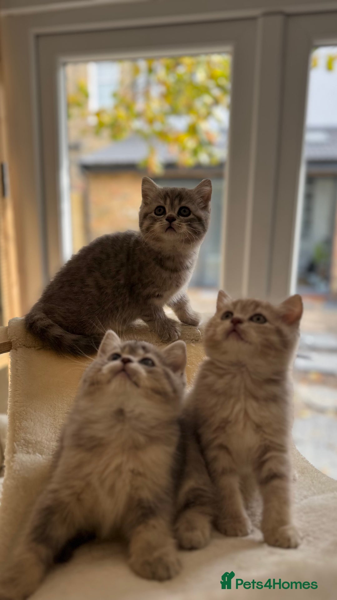 Scottish Fold cats for sale: Pedigree Scottish fold and straight kittens - Image 2