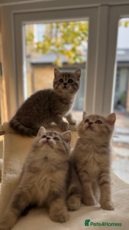 Scottish Fold cats - Advert 16