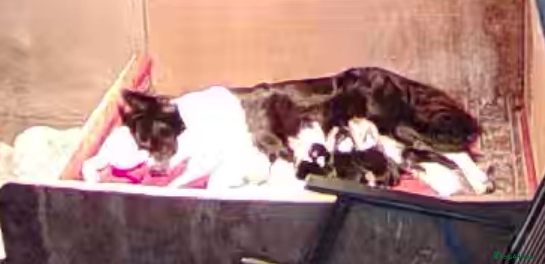Border Collie dogs for sale: 5 border collie pups for sale from working parents - Image 6