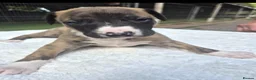 Whippet dogs for sale: 7 stunning kc registered whippet pups - Advert 2