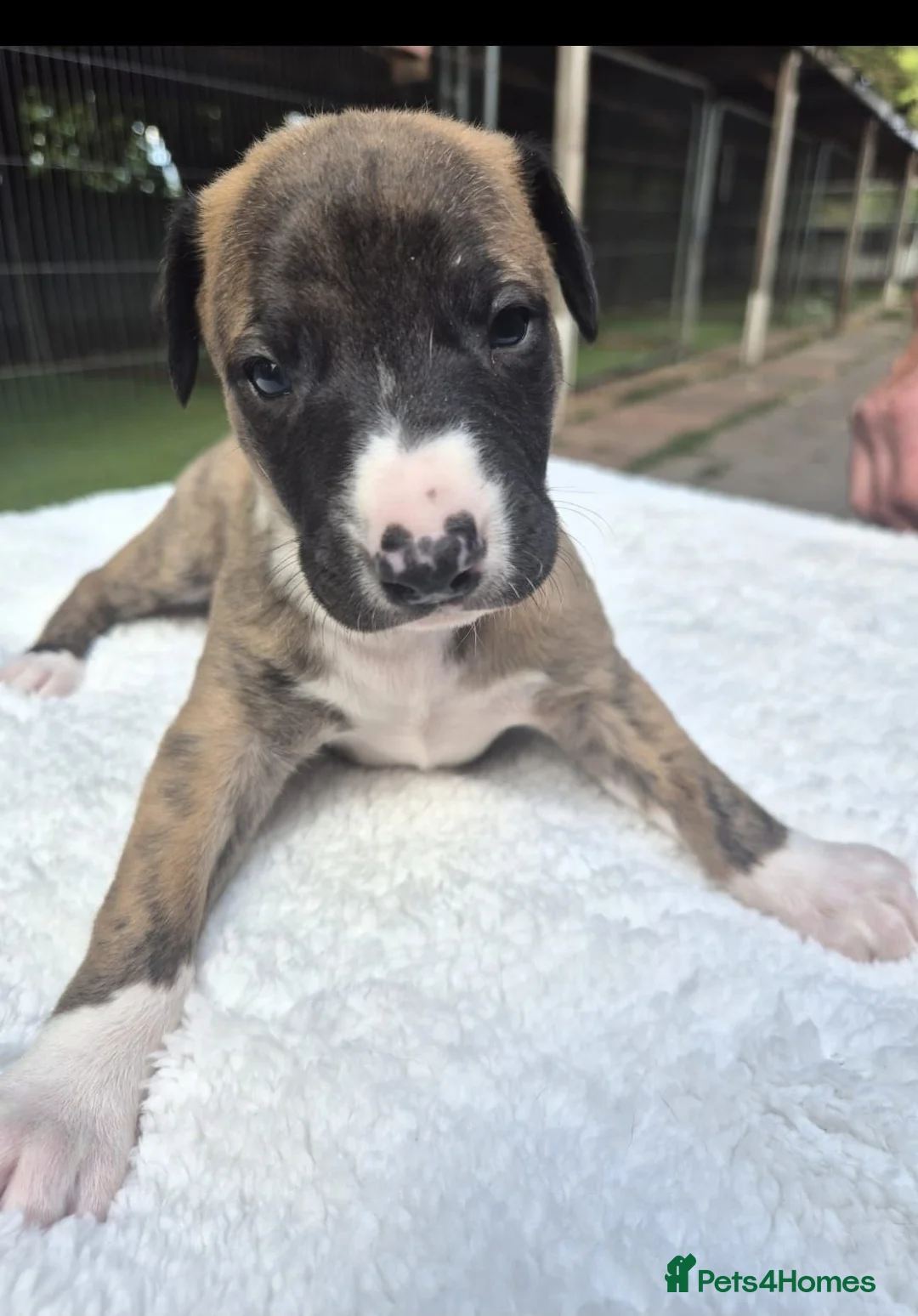 Whippet dogs for sale: 7 stunning kc registered whippet pups - Advert 2