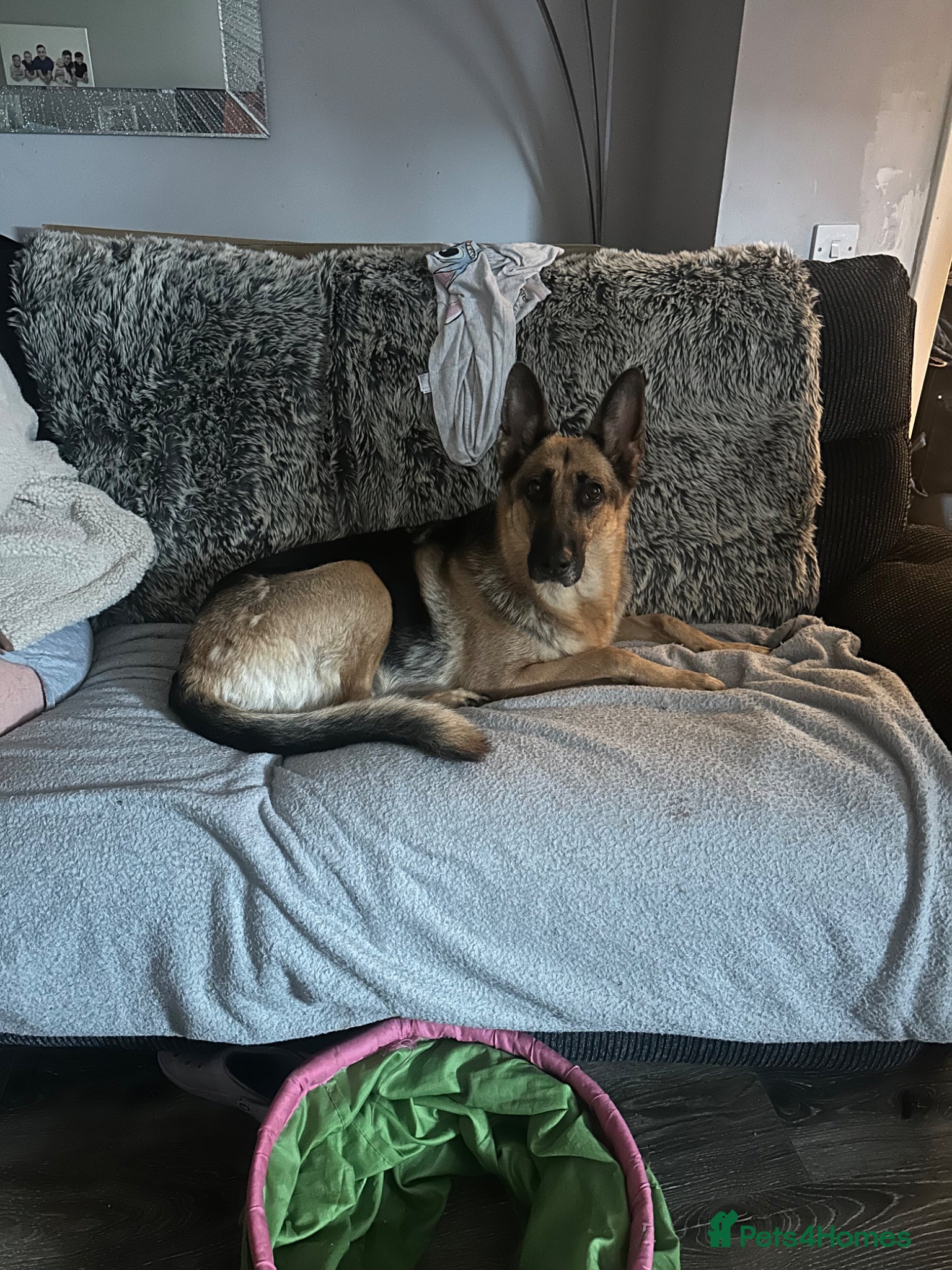 German Shepherd dogs for sale: German shepherd  in Glasgow - Advert 1