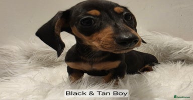 Miniature Dachshund dogs - Advert 2