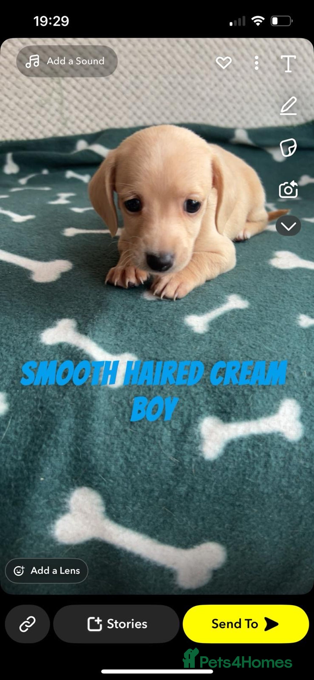Miniature Dachshund dogs for sale: ***long haired mini dachshunds **** - Image 20