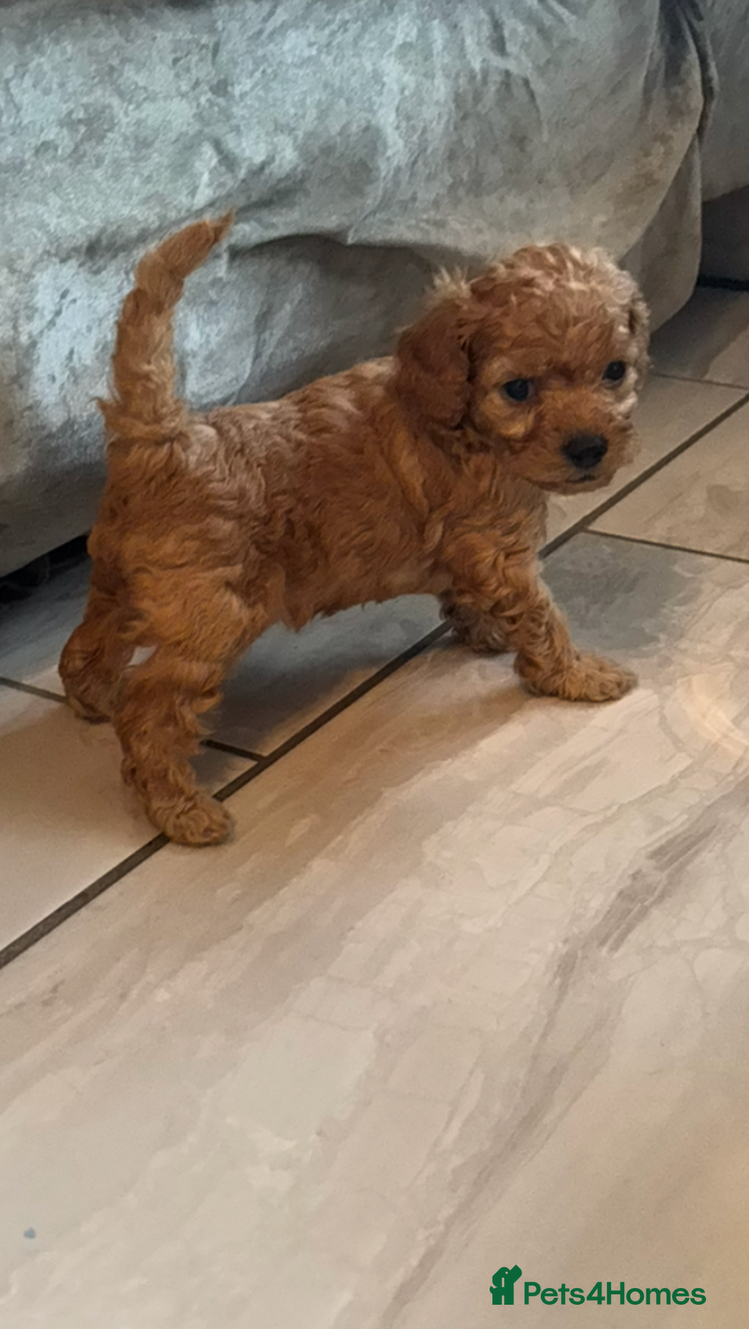 Cavapoo dogs for sale: Cavapoo pups  - Image 18