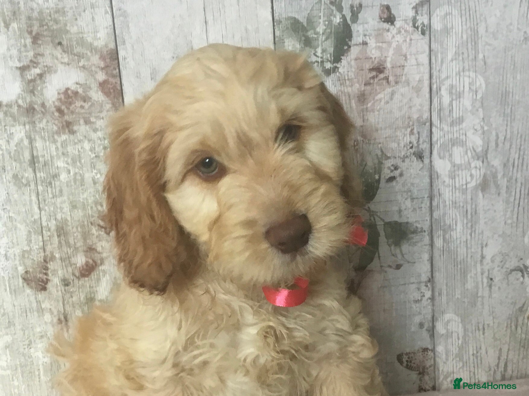 Mixed Breed dogs for sale: Mini Doodle x Cocker pups - Advert 9