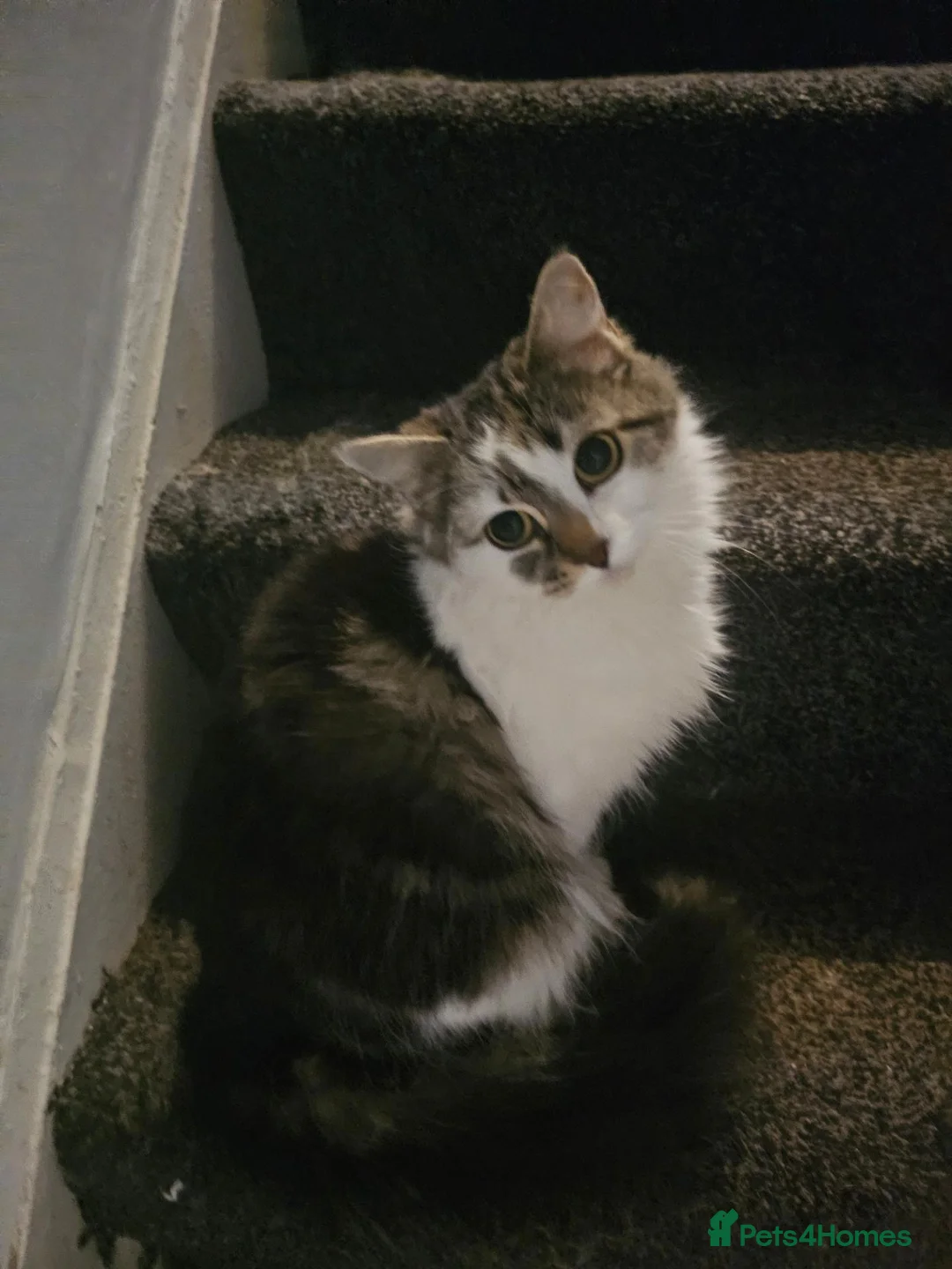 Maine Coon cats for sale: our beautiful luna in Warrington - Advert 1